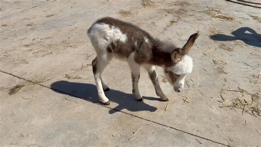 Here’s a video of this sweet, magnificent baby Jenny | Donkey Kingdom