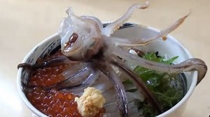 Ika Odori Don, Sajian Gurita ala Jepang yang 'Menari-nari' Ketika Disantap - Tribunmanado.co.id