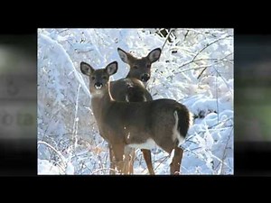 Whitetail Deer Hunting Land Finlayson, MN
