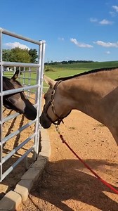 Nevada meets Honey 😅 | Blue Pine Quarter Horses