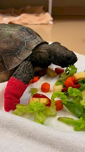 18K views · 582 reactions | Gopher Tortoise ASMR 凉 We offer our Gopher Tortoise patients a well balanced diet while in our care to help their recovery! : Lilli P., Wildlife Rehabber | CROW - Clinic for the Rehabilitation of Wildlife, Inc. | Facebook