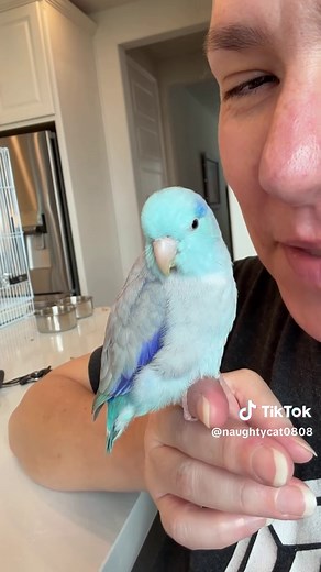 Hilarious Bird Moments: Easygoing and Funny Birds