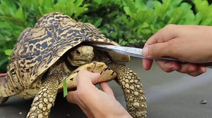 2.4K views · 106 reactions | Blake's Exotic Animal Ranch on Reels | Facebook