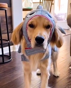 Meet our goofy golden retriever! 😂 | MetDaan Animals