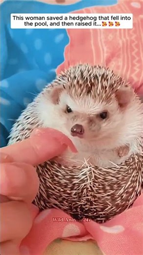 This woman saved a hedgehog that fell into the pool, and then raised it #animalshorts