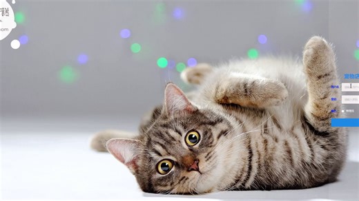 Java+SSM+JSP宠物店管理平台源码+论文_哔哩哔哩_bilibili