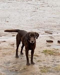 22K views · 224 reactions | Colder than a witches mammary gland 略 | Dale Brisby | Facebook