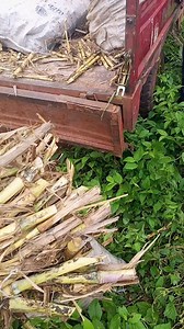 Napier cutting | K-F Agro Tech And Agro Service