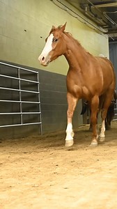 Bringing out the fillies for Round 1 of the Wild Card Challenge at Road to the Horse! | Western Horseman