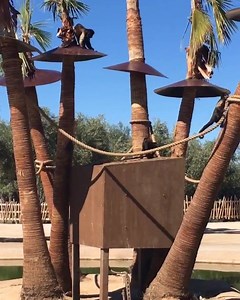 2K views · 187 reactions | Our capuchins playing and enjoying this beautiful Arizona weather! | Wildlife World Zoo | Facebook