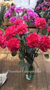 Dianthus Caryophyllus o mejor conocido como CLAVEL, es una de las flores más antiguas, mediterránea con una naturaleza rastrera, que el hombre logra manejar entallos rectos entallando su cama de cultivo. El Clavel aparece en escudos y es símbolo de muchos enamorados, paso de moda y ahora vuelve con fuerza en tonos crema, pastel, caramelo. Floria te ofrece una calidad insuperable en sus tiendas!! Ven y pídelos! | Floria Express | Facebook