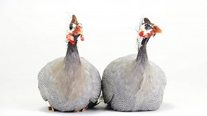 Male Female Blue Guinea Fowl Isolated: Stockvideos & Filmmaterial (100 % lizenzfrei) 1030452935 | Shutterstock