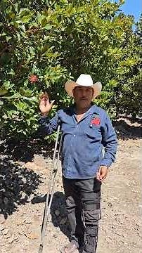 Magnolia grandiflora seeds at Regional Nurseries #trees #magnoliagrandiflora #seeds