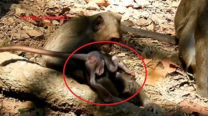 Break Heart Million pity to see video, Two big monkeys making hurt to little monkey | MonkeyCamp