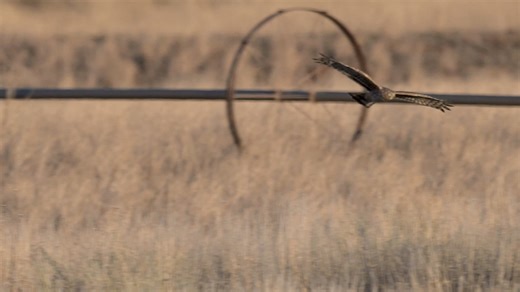 Female harrier landing. | Wildlife throughhopeseyes.