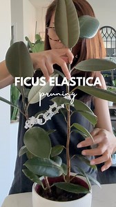 ✨🪴Pruning Ficus Elastica While It’s Young: Achieving a Bushier, Mature Plant🪴 Ficus Elastica, also known as the Rubber Plant, is a popular houseplant prized for its glossy leaves and easy care. To ensure your Ficus grows into a lush, bushy specimen, it’s essential to start pruning while it’s still young and small. Why Prune Young Ficus Elastica? Pruning your Ficus Elastica while it’s young encourages it to develop multiple branches, resulting in a bushier and more attractive plant. Early pruni