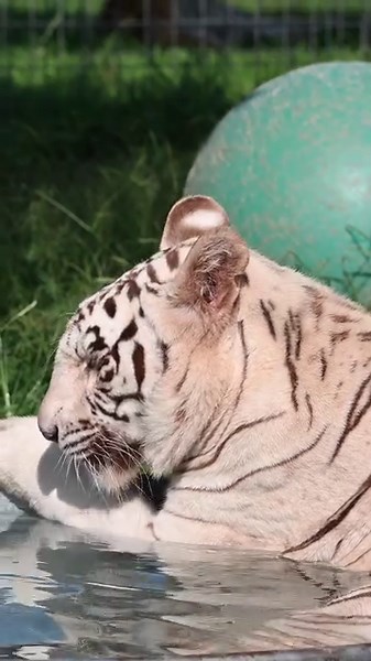 A "Payson Pool Party" And whoever leaves the most stars is invited! #summer #summertime #pool #poolparty #summervibes #tiger #whitetiger #tcwr #turpentinecreek #rescuebigcats #notpets #animalsanctuary #bigcats #wildanimals #wildlife #animals | Turpentine Creek Wildlife Refuge