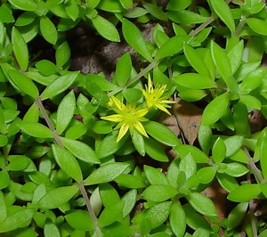 Sedum sarmentosum - Alchetron, The Free Social Encyclopedia