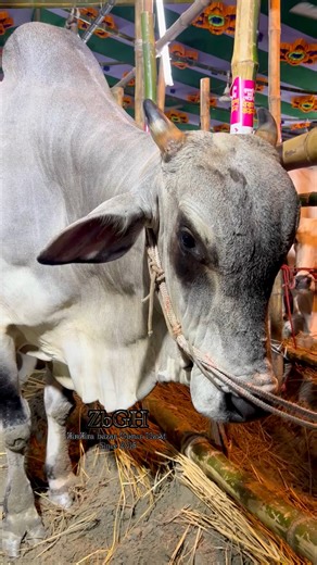 huge sibbi bull from gabtoli haat 2025 | ZinZira bazar Gorur HaAt