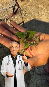 ¿SIEMPRE TIENES LOS PIES CANSADOS E HINCHADOS ¡HAZ ESTE BAÑO DE PIES! 😳🦶✨ #saludnatural #bienestar #bienestaremocional #plantasmedicinales | Salud y Bienestar Natural