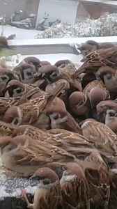 Good morning from #China. These lovely Eurasian Tree Sparrows (麻雀,Passer montanus) hope you all have a wonderful day. ❤ (朵朵狗狗) ❤❤❤ #Chinese #nature #birds #wildlife #travel #peace #beauty #beautiful #love | Lin hillside