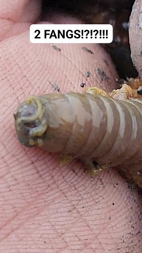 4.1K views · 15 reactions | These 缾 sandworms are excellent fishing bait just handle them carefully they can bite ⚠️ #viral #nature #outdoors #fishing | Wayne Bishko | Facebook