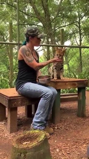 7.4K views · 428 reactions | Hand feeding African Serval cat! Such a gentle kitty! #bigcats #animalrescue #exoticpets #handfeeding | The CARE Foundation | Facebook