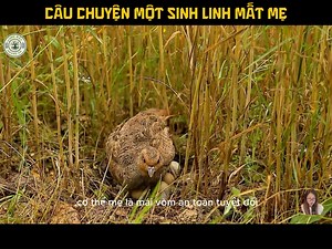 Câu Chuyện Một Sinh Linh Mất Mẹ | Động vật hoang dã