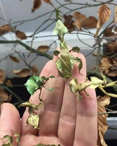 Phyllium philippinicum, or just called ‘Leaf Insect’ is an insect in the order of stick insects (phasmida) that looks like a leaf. #wtf | INSH