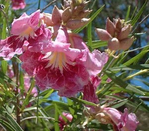 Chilopsis - Alchetron, The Free Social Encyclopedia