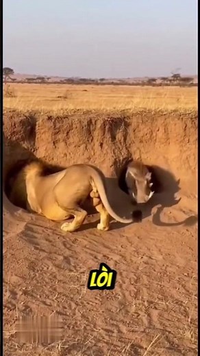 Lợn Lòi Chơi Đùa Với Sử Tử Khiến Ai Cũng Bật Cười #thếgiớiđộngvật