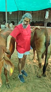 28 reactions |  Lovely Moment with Gau Mata – A Connection of Purity...