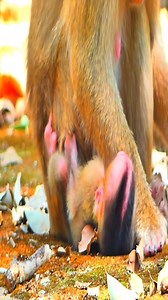 Sadness mom Sarika,She is so hurt when baby tries to get milk #monkey #shorts #shortreels #Pity #MonkeyLife | Macaque Video