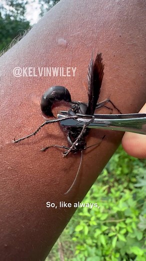 It’s been several years since I recorded and posted a video of this beautiful wasp species. But I was finally able to find and catch one again! This large sleek looking insect is what’s known as a Great Black Wasp (Sphex pensylvanicus). These wasps are parasitoids of primarily katydid species, but will also parasitize grasshoppers as well. After mating, female Great Black Wasps fly out in the search of a katydid. Once a female has found one, she immediately stings it several times. The venom fro