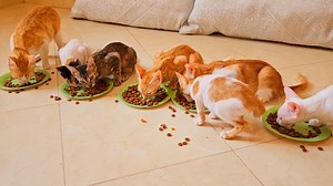 The hungry kittens eating delicious food | Cute Kittens