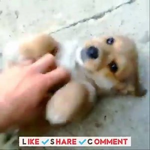 Cuddle Cuddle ♥ ♥ LIKE Animal Lovers Club | Animal Lovers Club