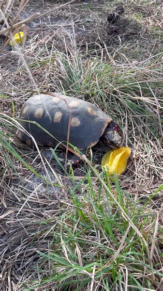 21K views · 1.9K reactions | Adult Redfoot tortoise enjoying some star fruit! Several nice days of weather followed by a cold front coming tomorrow 略 | Southern Reptiles | Facebook