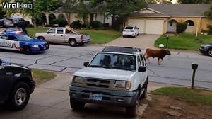 81K views · 935 reactions | Welcome to Texas | ViralHog | Facebook