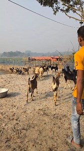 Goats Rushing Out to Explore the Farm | Sami Loft & FarmHouse