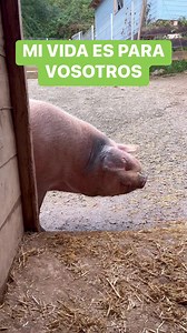 67K views · 3K reactions | Se me cae la baba con mis niños Son tiempos complicados, de mucha preocupación por la situación económica, pero aquí seguiré sacando adelante Fundación Santuario Gaia, pase lo que pase, cuidando de las más de 500 vidas que hemos salvado de situaciones horrorosas de maltrato, explotación y abandono. | Ismael López Dobarganes | Facebook