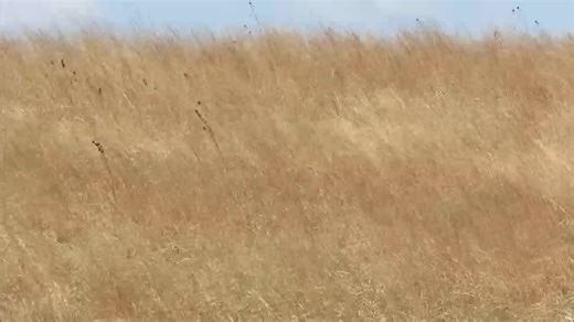 Amber waves of prairie grasses tell the story: it is a bit windy at the refuge this morning. | Friends of Neal Smith National Wildlife Refuge