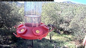 Watch a male Lucifer Hummingbird show off his iridescent purple throat to the West Texas Feeder Cam while he defends his perch at the feeder. Males have purple gorgets (or throat patches) that extend down onto the belly on both sides. The Lucifer Hummingbird's other distinctive features include its curved bill and narrow, forked tail. See them LIVE at AllAboutBirds.org/TexasHummers | Bird Cams