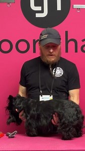 3.6K views · 1.3K reactions | BALDING a coat - A hot topic, but if done correctly is totally fine and does not hurt the dog. Hand stripping is making a comeback, but still not widely understood so is very open to criticism by those who don’t know what it is. | Groom Haüs | Facebook