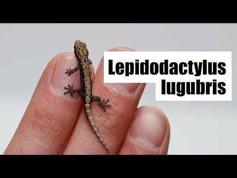 Les Lepidodactylus lugubris et la reproduction asexuée