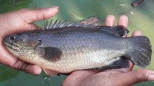 Big Climbing Perch Fish Farming _ 1000_ Climbing Fish Fishing From Pond With A Fishing Net | AB Fishing