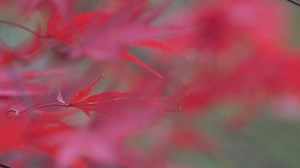 Red Maple Tree During Fall 库存影片视频（100% 免版税）3069805 | Shutterstock