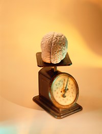 Brain size and Intelligence | Neuroscience