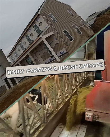 8.1K views · 277 reactions | How We Feed the Cows & House Update! | The 10th Generation Dairyman | Facebook