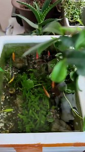 Simple but beautiful styrofoam tank aquariumfish aquaticsinh thuysinh cacanh guppy | Betta Fish