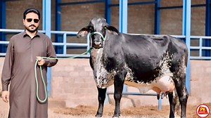 15K views · 543 reactions | Subhan Dairy Farm | Girlando Cow Sale In Punjab Today | Cow For Sale | 30 KG Dodh Dene Wali Cows #jhangjanwarmandi #cowfarm #cows #girlandocow #bigcow #milkingcows #cowforsale | Jhang Janwar Mandi | Facebook